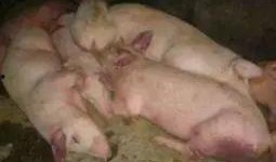 印尼猪瘟最新爆料图,揭秘病毒扩散与防控措施